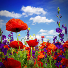 A view of the variety of colors in the Power Couple - Poppy & Delphinium Flower Seed Mix