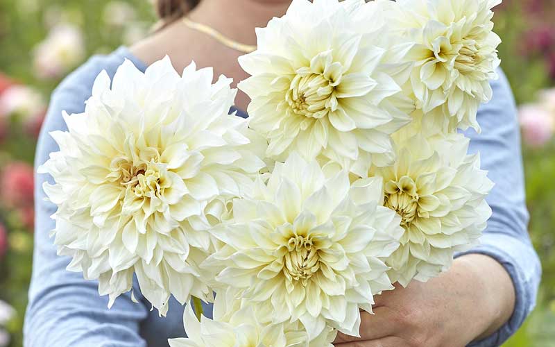 Person holding a bouquet of large white dahlia flowers with a blurred floral background