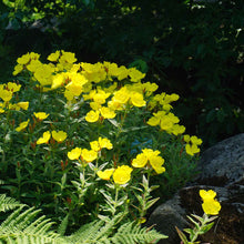 Yellow Evening Primrose flowers with blurred green leafy background