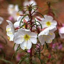 White Pale Evening Primrose with yellow center against green leafy background