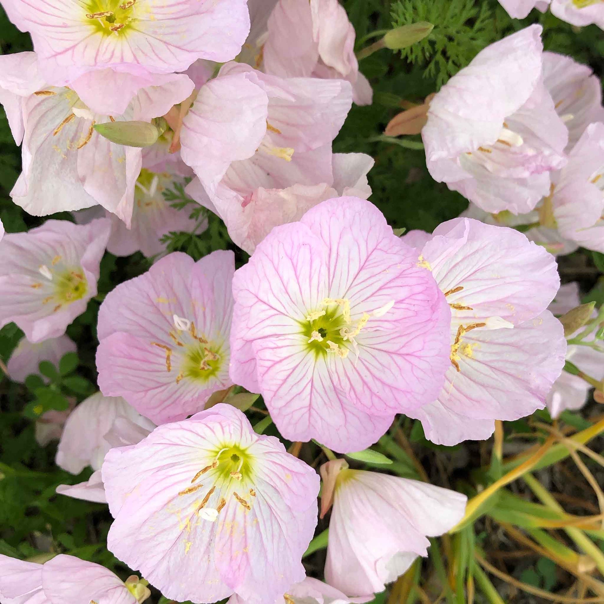 Pink Showy Evening Primrose close-up with blurred green background
