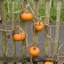 Pumpkin Seeds - Baby Bear