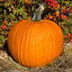 Pumpkin Seeds - Connecticut Field