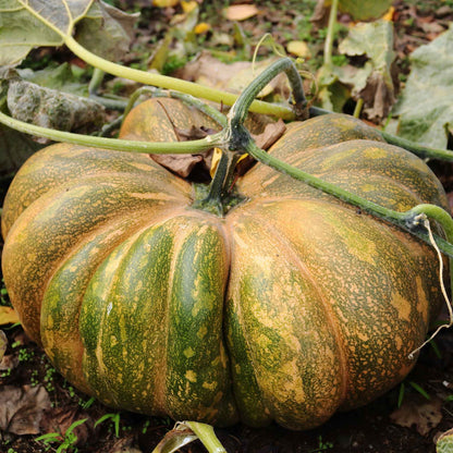 A ripe, orange fairytale pumpkin with deep ridges, sitting in a field.