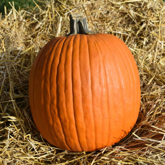 A single, large, Howden's Field pumpkin with deep ridges, sitting in a field, ready for harvest.