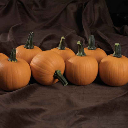 Small Kandy Korn Plus pumpkins with smooth orange skin and green stems on a dark cloth.