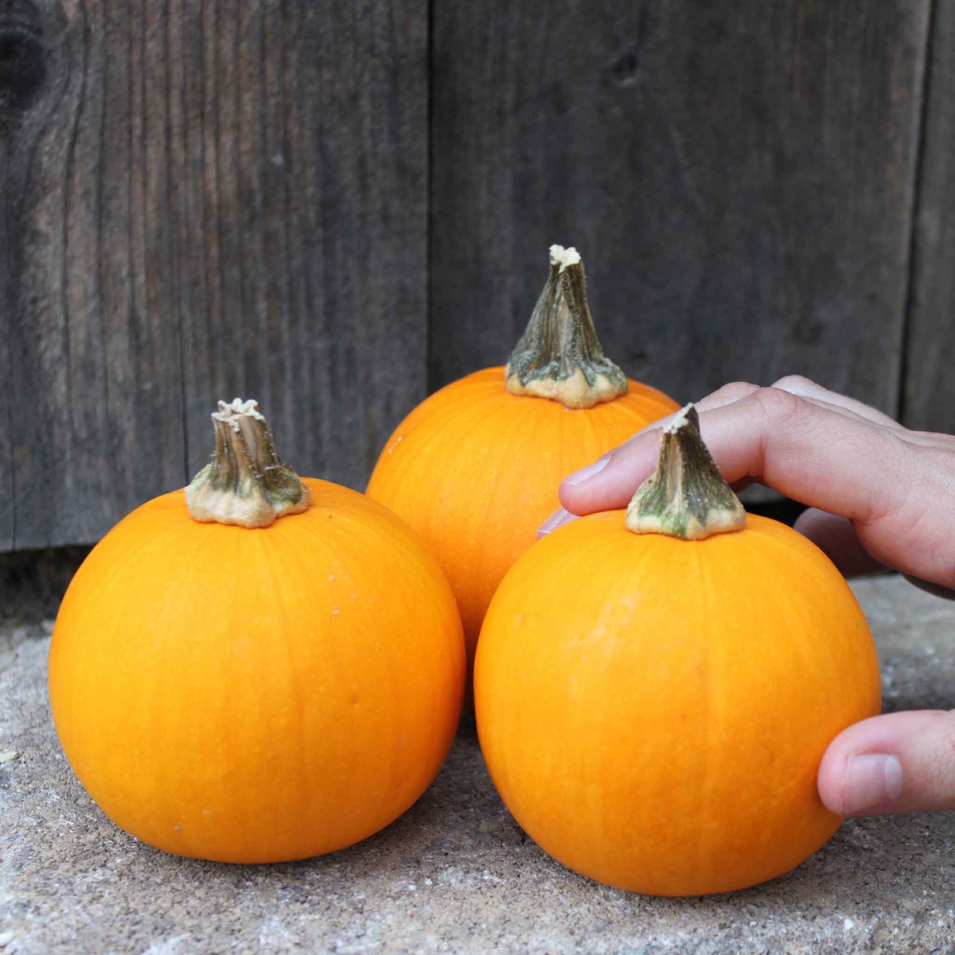Small Kandy Korn Plus pumpkins with smooth orange skin and green stems with a hand for scale.