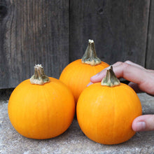 Small Kandy Korn Plus pumpkins with smooth orange skin and green stems with a hand for scale.