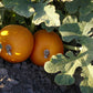 Small Kandy Korn Plus pumpkins with smooth orange skin and green stems in a garden setting