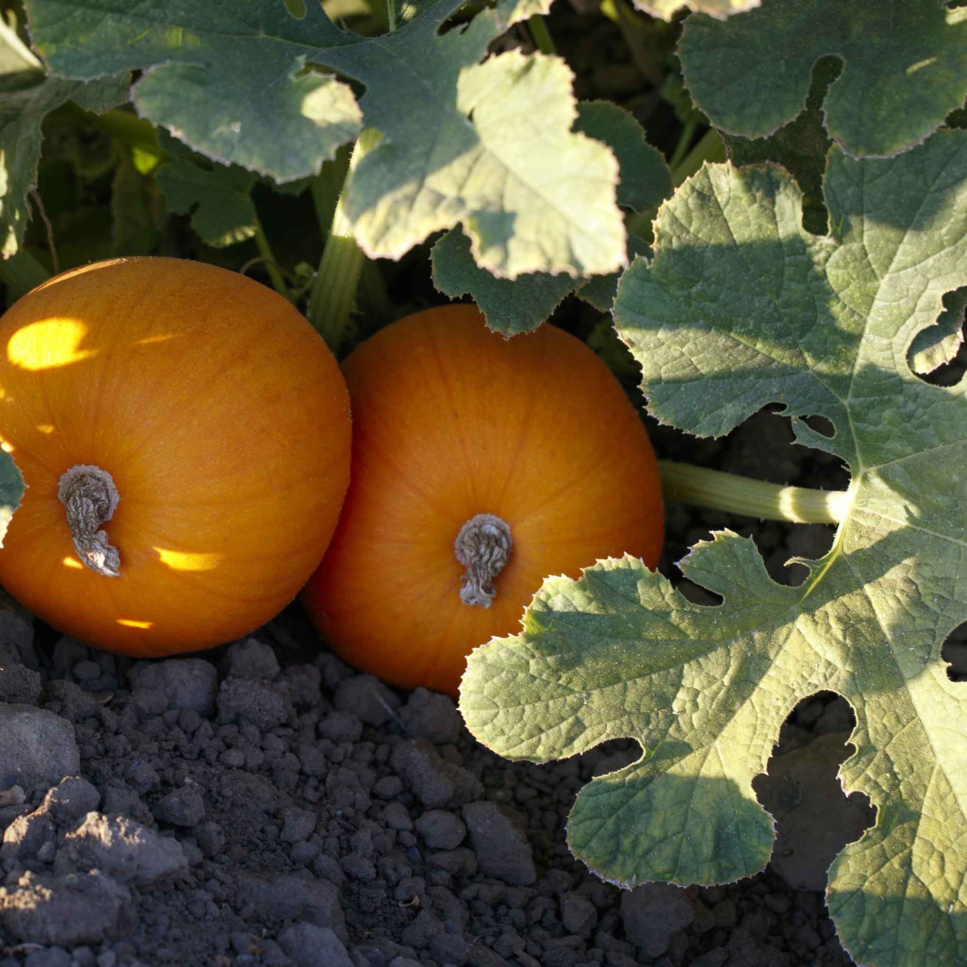 Small Kandy Korn Plus pumpkins with smooth orange skin and green stems in a garden setting