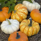 pumpkin mini harvest