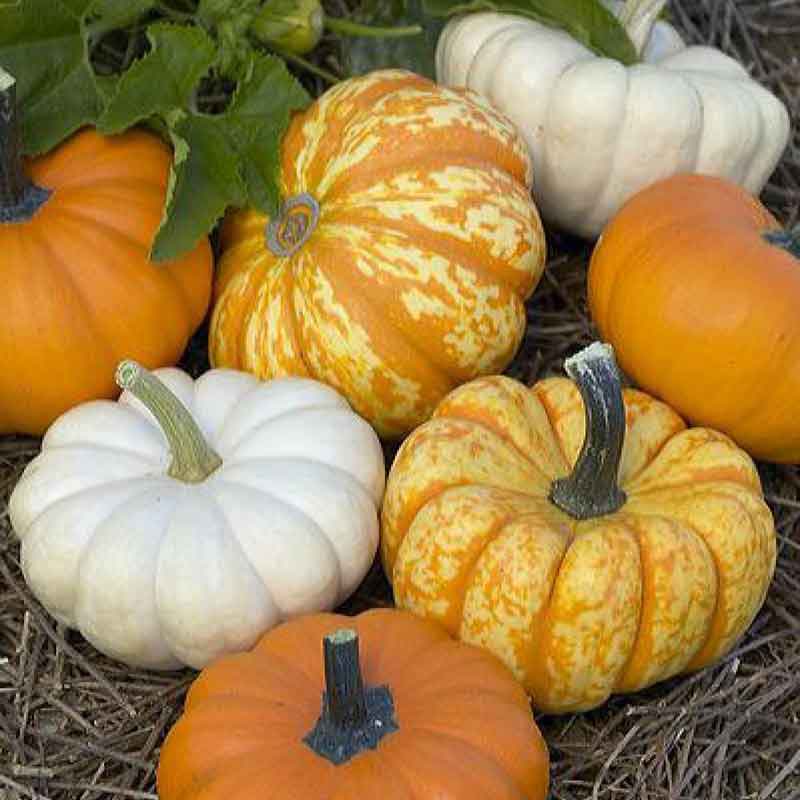 A mix of various small, colorful Mini Harvest Blend pumpkins on a wooden surface.