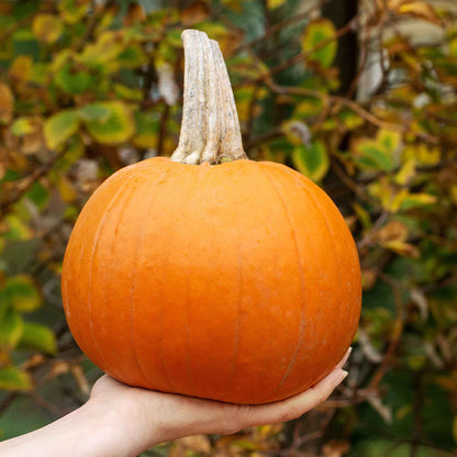 A close-up shot of a Small Sugar pumpkin in a person's hand showcasing small size and orange color.
