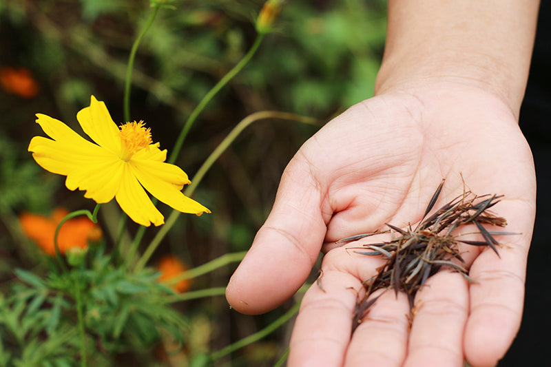A close-up of a person's open palm holding a small cluster of dried brown plant seeds or pods, with a bright yellow flower and green foliage blurred in the background.