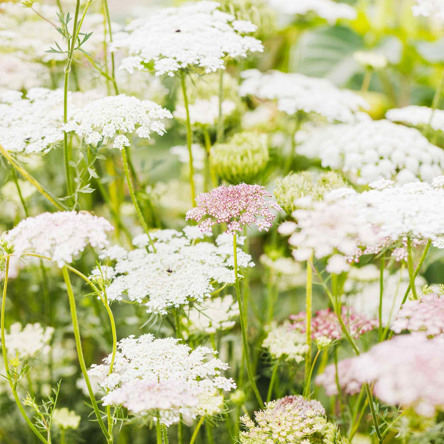 Queen Anne's Lace Seeds - Chocolate Lace Flower - Packet, White/Purple, Flower Seeds, Eden Brothers