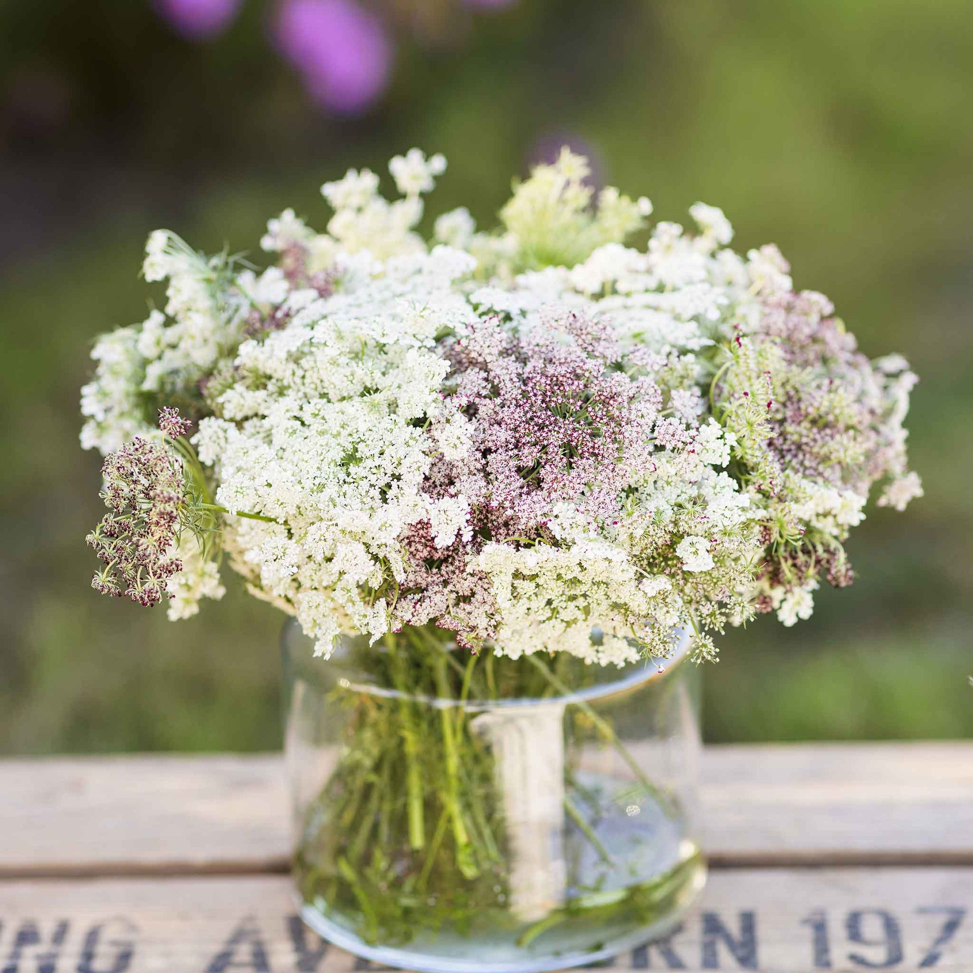 queen anne's lace chocolate flower