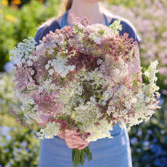 Person holding a large bouquet of white and pink queen anne's lace chocolate lace flowers outdoors