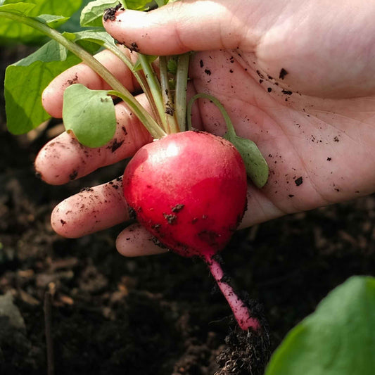 A single, round, bright red Crimson Giant radish with a small root, in someone's hand.