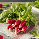 Radish Seeds - French Breakfast