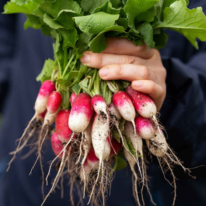 A bunch of French Breakfast radishes with elongated red roots transitioning to white tips, partially covered in soil.