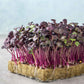 Up close view of Radish microgreen rambo growing showing the redish purple stems and leaves