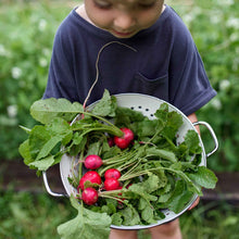 Cherry Belle radishes in metal collander after being picked.