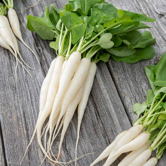 A of White Icicle radishes with green tops. | copyright: Floramedia UK Ltd