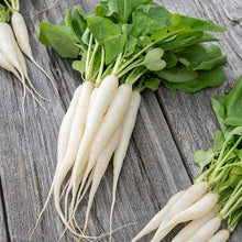 A of White Icicle radishes with green tops. | copyright: Floramedia UK Ltd