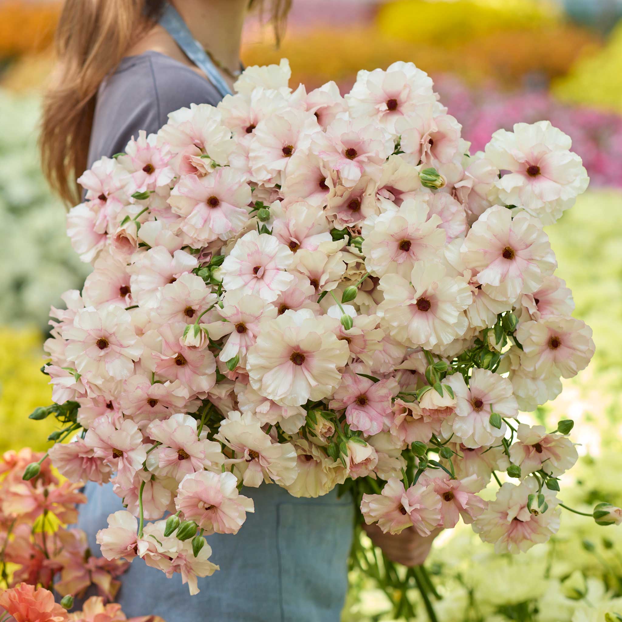 Bouquet of pink and white butterfly ariadne ranunculus flowers held by a person in a field of flowers.