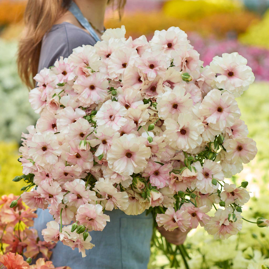Butterfly Ranunculus Bulbs - Ariadne® | Flower Bulbs | Eden Brothers