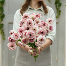 Woman holding a bouquet of pink brushmark cesar ranunculus flowers against a neutral background