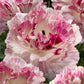 Close-up of pink and white brushmark cesar ranunculus with a blurred background