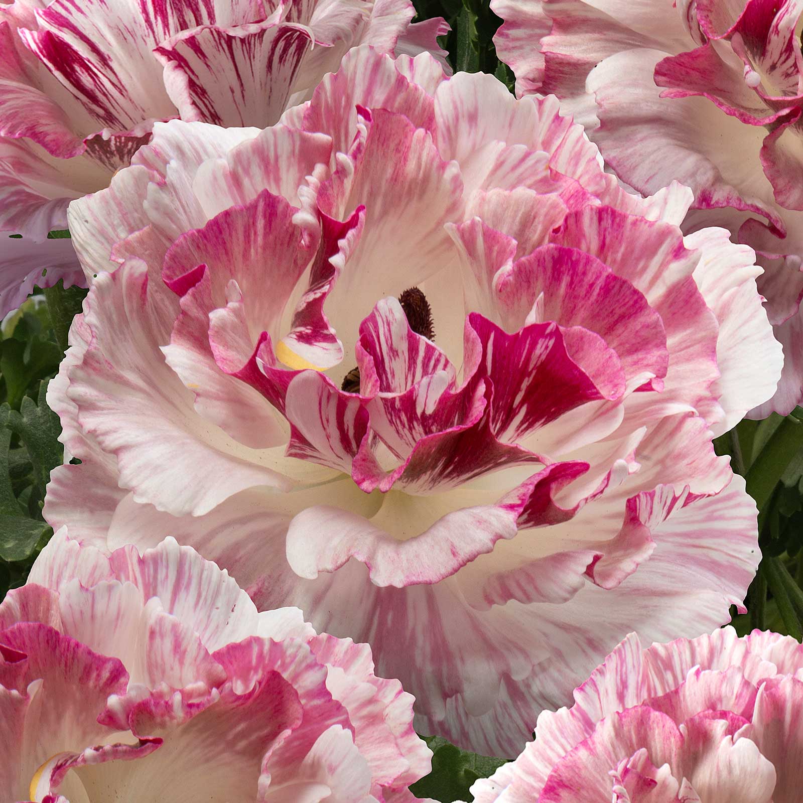Close-up of pink and white brushmark cesar ranunculus with a blurred background