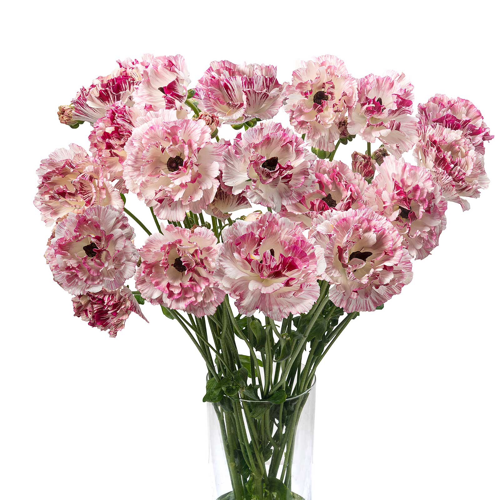 A bouquet of pink brushmark cesar ranunculus flowers against a neutral background