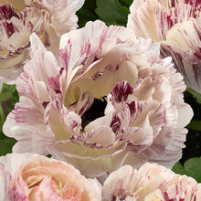 Close-up of pink and white striped brushmark galthie ranunculus flowers with green leaves in the background