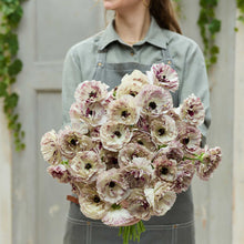 Person holding a bouquet of light pink and white brushmark galthie ranunculus flowers against a neutral background