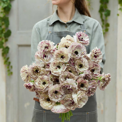 Person holding a bouquet of light pink and white brushmark galthie ranunculus flowers against a neutral background