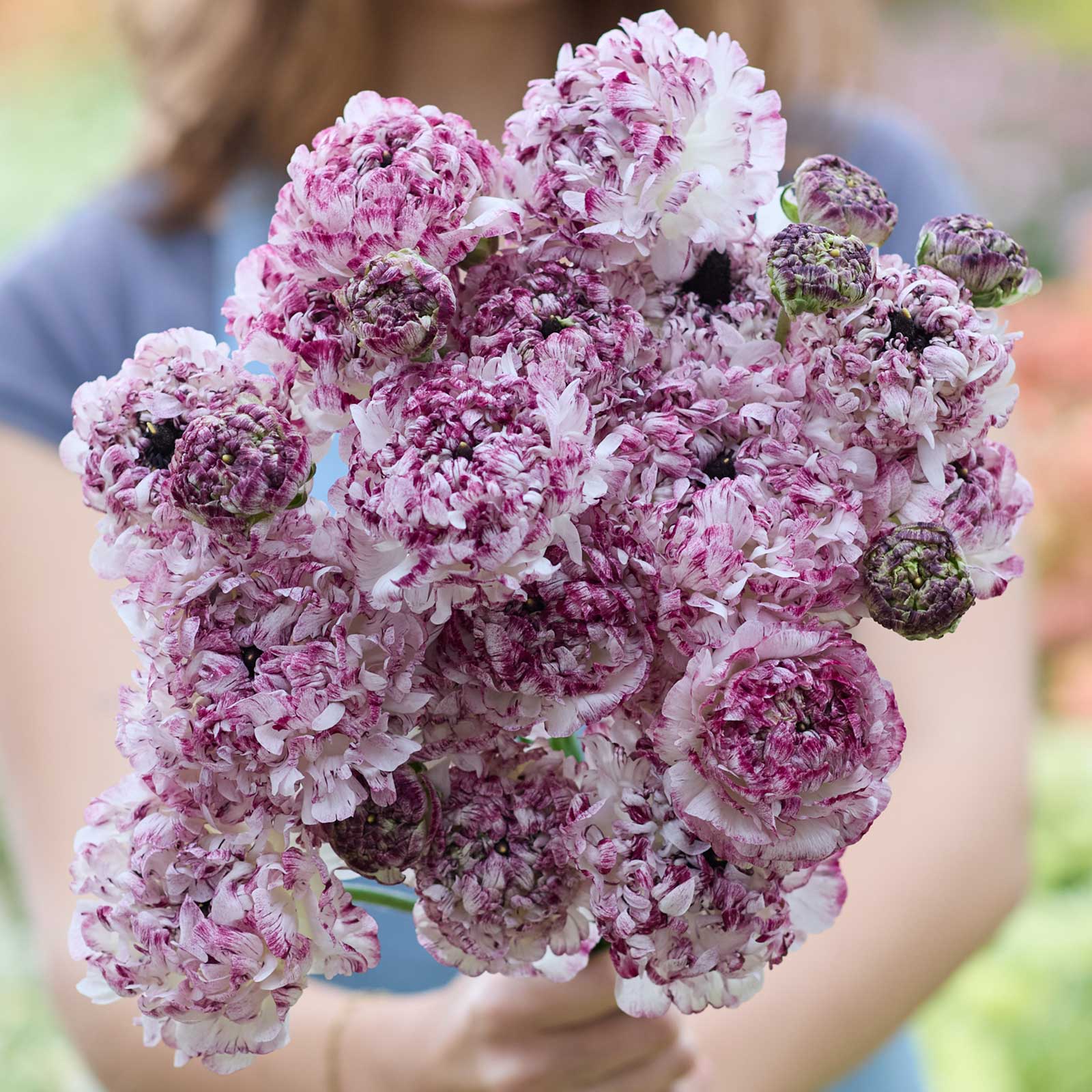 Person holding a bouquet of purple tipped brushmark seti ranunculus with a blurred background