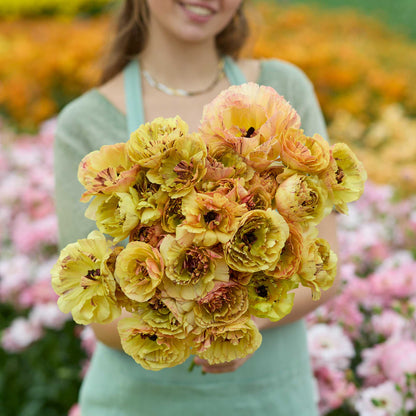 Person holding a bouquet of yellow brushmark verona ranunculus in a blurred garden setting