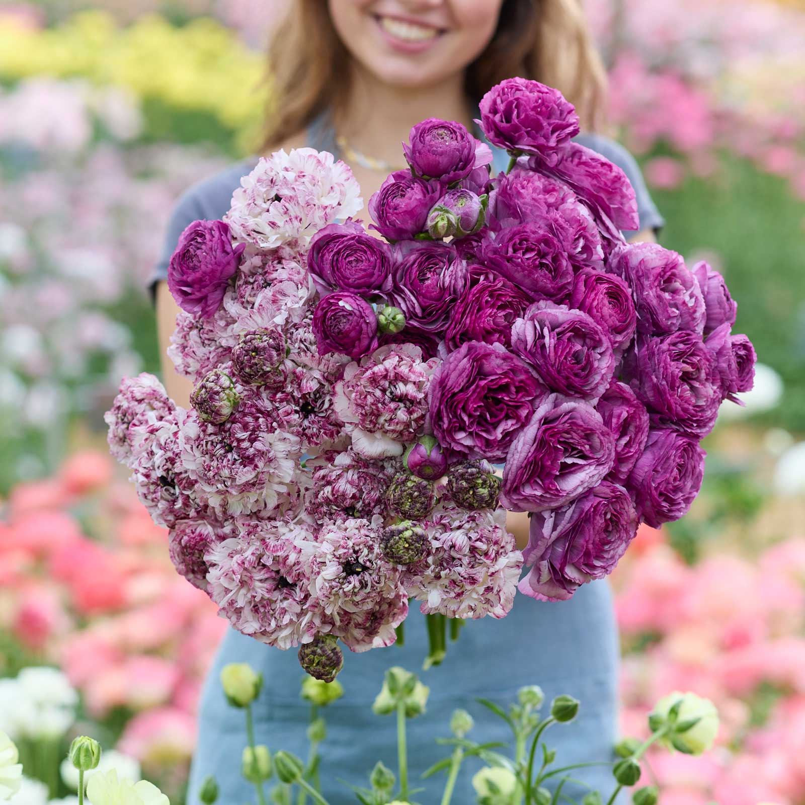 Seti Ranunculus Ranunculus Bundle - Seti® & Loubeyres® – Eden Brothers