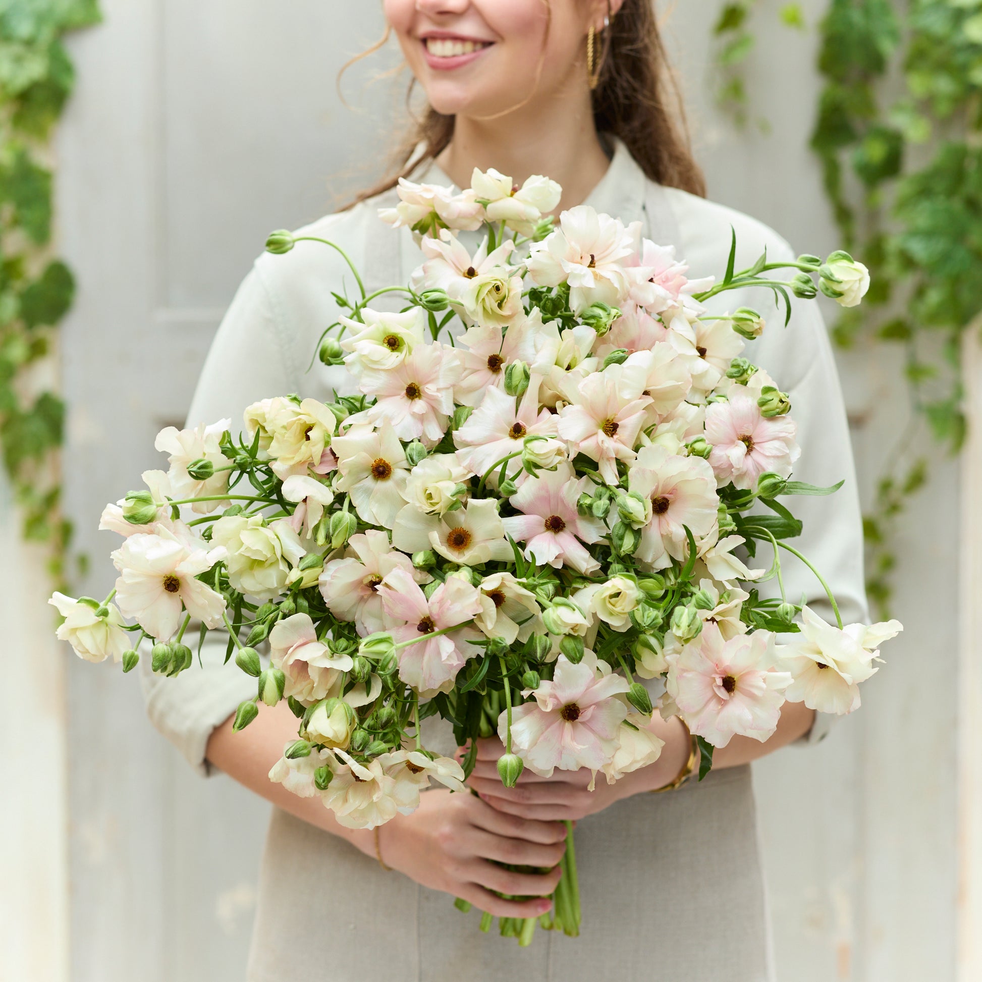 Cluster of light orange ranunculus ariadne flowers held in a bouquet on a gray backdrop
