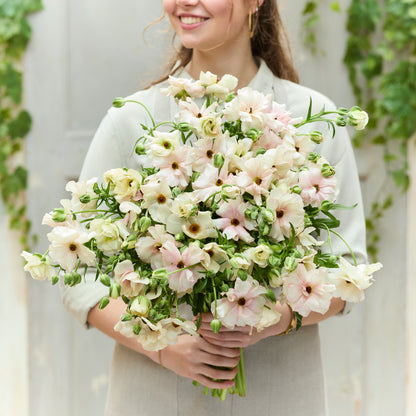 Cluster of light orange ranunculus ariadne flowers held in a bouquet on a gray backdrop