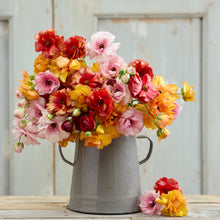 Multicolored ranunculus bright mix in a gray vase on a neutral indoor backdrop
