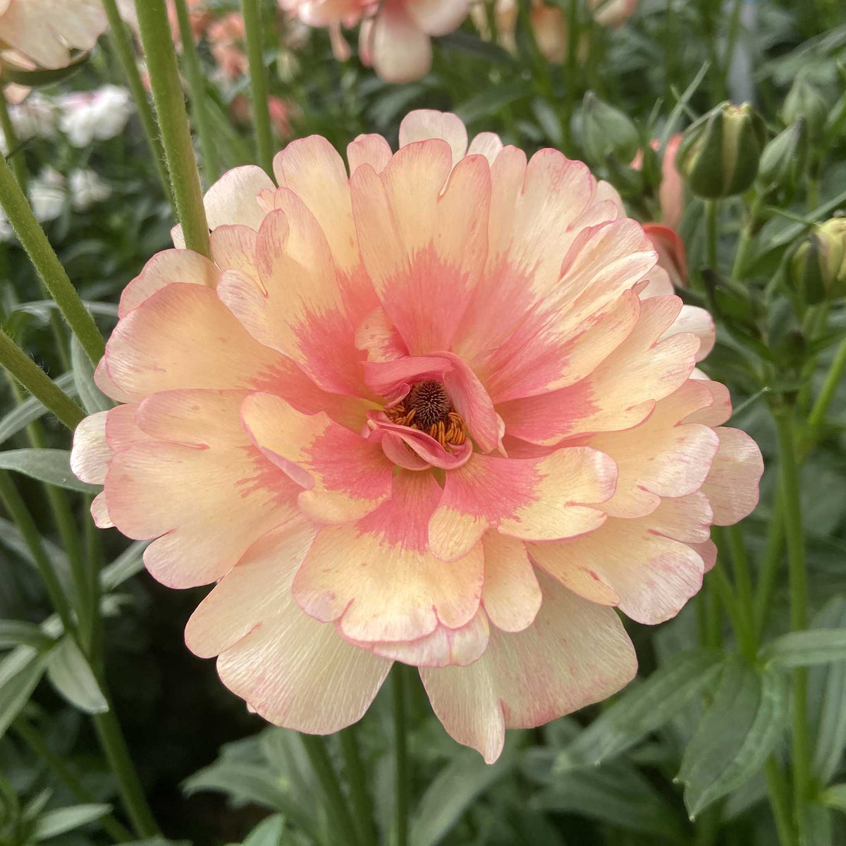 Butterflies Ranunculus Ranunculus Bulbs - Butterfly™ Eris® | Fall Flower Bulbs | Eden Brothers