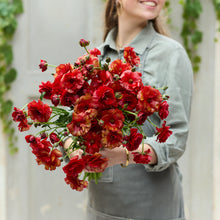 Vibrant red ranunculus hades bouquet held by a person on a soft gray backdrop