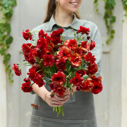 Deep red ranunculus hades in close-up with multiple petal layers on a gray backdrop