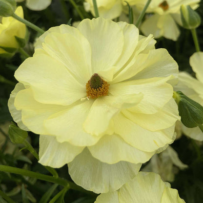 Close-up of a yellow butterfly helios ranunculus flower with a blurred background