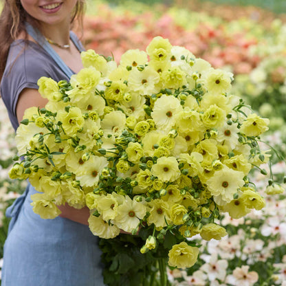 Person holding a bouquet of yellow butterfly helios ranunculus in a blurred garden setting