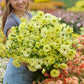 Person holding a bouquet of yellow butterfly helios ranunculus in a blurred garden setting