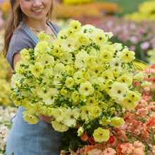 Person holding a bouquet of yellow butterfly helios ranunculus in a blurred garden setting